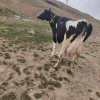 گاو شیری با گوساله سیمیتال اصل .