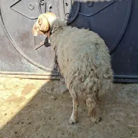 قوچ لای سه شیره|حیوانات مزرعه|کوهدشت, |دیوار