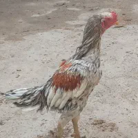 فروش چند عدد بوقلمون و خروس|حیوانات مزرعه|خنداب, |دیوار