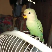 فروش طوطی برزیلی فول دستی|پرنده|جم, |دیوار