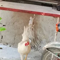 خروس محلی|حیوانات مزرعه|بندر گناوه, |دیوار