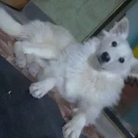 سگ ژرمن شپرد 9ماه