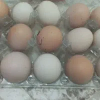 تخم نطفه دار مرغ و لاری
