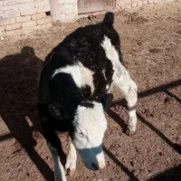 گوساله سیمینتال اصل