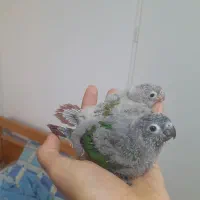 طوطی گرینچیک های سرلاکی  رد و اکستریم و دبل رد|پرنده|قائم‌شهر, |دیوار