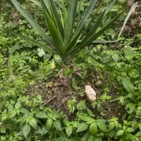 آگهی گل یوکا و سیکاس و‌بابا آدم در همه ابعاد