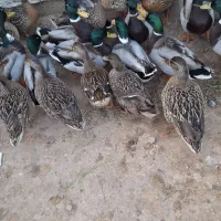 اردک سبز خضیری|حیوانات مزرعه|شادگان, |دیوار