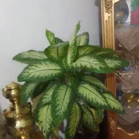 گل  دیفن باخیا  شفلوریا  پتوس  مرجان یوکا