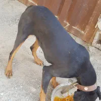 سگ دوبرمن|سگ|صفادشت, |دیوار