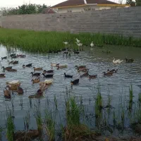 اردک محلی نمایی|حیوانات مزرعه|رشت, بوسار|دیوار