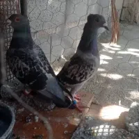 کوهی کاکولی پلاکی