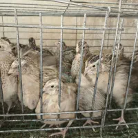 بلدرچین زنده