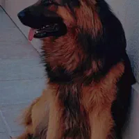 سگ ژرمن جهت کشش