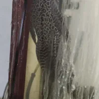 ماهی کت فیش