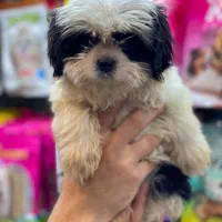 شیتزو سوپرفلت