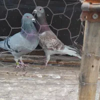 دوماده پلاکی خالص اصل پرینت دار|پرنده|دزفول, |دیوار