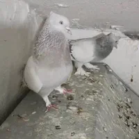 جفت سوسنی دم سفید