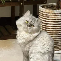 پرشین کلاسیک|گربه|پرند, فاز ۴|دیوار