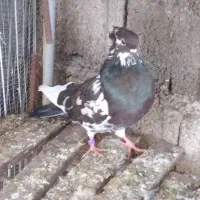 یه دونه شازده سرخ یه دلم کاکلی|پرنده|چالوس, |دیوار