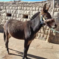 قاطر|حیوانات مزرعه|کوهدشت, |دیوار