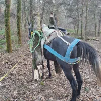 اسب کبود ۳ ساله|اسب و تجهیزات اسب‌سواری|کردکوی, |دیوار