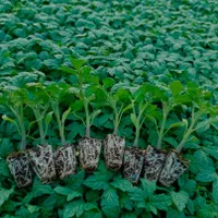 گلخانه تولید نشا در شیراز|خدمات باغبانی و درختکاری|مرودشت, زنگی آباد|دیوار