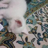 بچه گربه پرشین