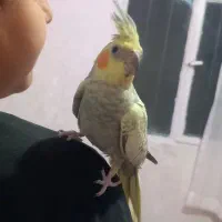 عروس هلندی مرواریدی ماده