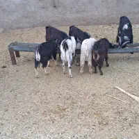 بزغاله نر داشتی