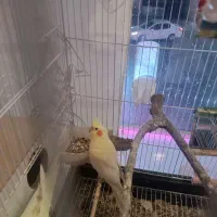 عروس هلندی نروماده باتمام لوازم|پرنده|تربتحیدریه, رجایی|دیوار