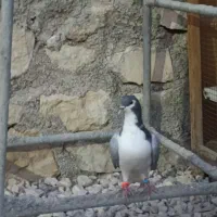 کبوتر خوش رنگ شهری|پرنده|خورموج, |دیوار