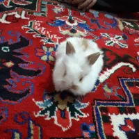 خرگوش زیبا