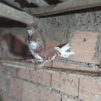 کبوتر گرگی کشیده