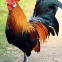 ۲عددخروس به فروش میرسد