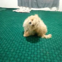 سگ شیتزو|سگ|نیشابور, کشتارگاه|دیوار