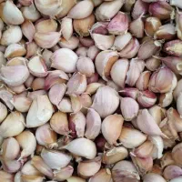 سیر حبه شده زیر قیمت میدم چک دارم