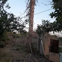 پالم|گل و گیاه طبیعی|ساری, |دیوار