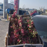 زرشک تازه قاینات