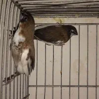 فنچ بنگالی جفت