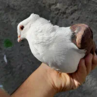 کبوتر پشت سرخ سرسفید کلاهی