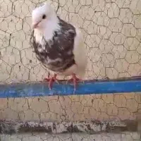 طوقی|پرنده|پاکدشت, پاکدشت (مامازند)|دیوار