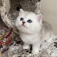 دهکده گربه های خونگی (پرشین بریتیش اسکاتیش)