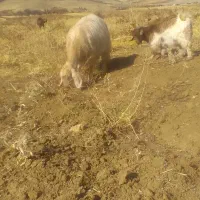 یک بز سه شیر ویک گیسک نر|حیوانات مزرعه|صحنه, |دیوار