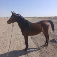 اسب دلور مادیان- دره شور|اسب و تجهیزات اسب‌سواری|کربال, |دیوار