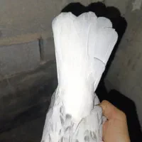 کبوتر|پرنده|باغ ملک, |دیوار