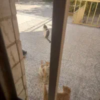 واگذاری چند عدد بجه گربه بومی|گربه|کرمان, |دیوار