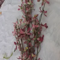 گل در حد نو با قیمت خوب