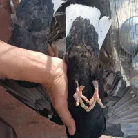 کبوتر نر و ماده دم سفید