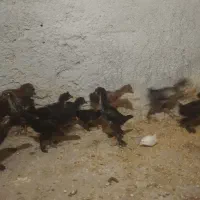 کاکلی پرپا جوجه تزعینی چند نژاد