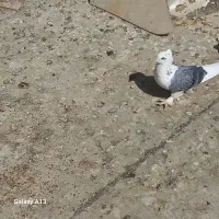 فروش فوری کبوتر|پرنده|جونقان, |دیوار